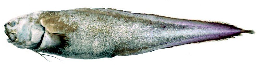 Spectrunculus grandis_05.jpg